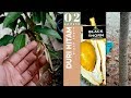 Update Durian Ochee Usia 11 Bulan Hidup Di Dataran Rendah