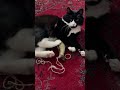 Paws 🐾 #cat #adoreble #funny