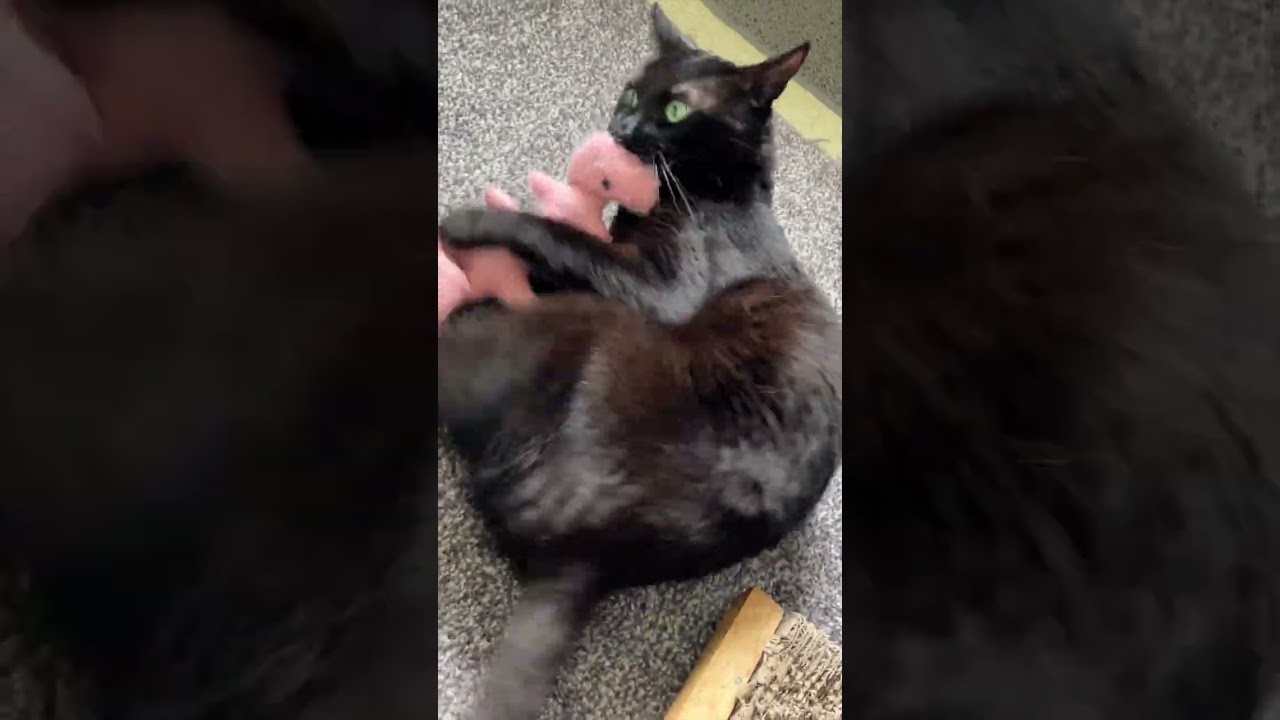 Mini Vlog1153 - Black cat attacks for one second and gives up 一瞬攻撃してすぐ諦める黒猫様 #shorts