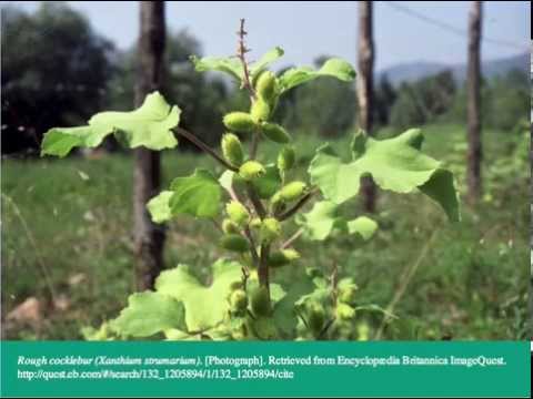 Long and Short Day Plants-Photoperiodism (IB Biology) - YouTube