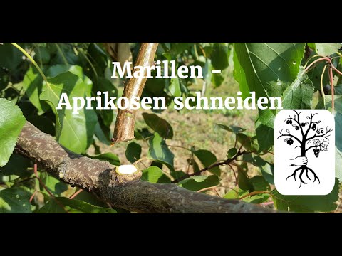 Marillenbaum / Aprikosenbaum richtig schneiden | Marillenbaumschnitt leicht erklärt