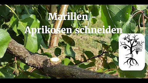 Wie ist man eine Aprikose?