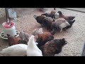 Цыплята//первые дни после переселения в курятник...