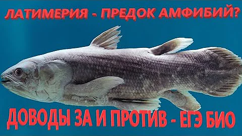 Почему кистеперую рыбу латимерию нельзя/можно считать предком земноводных (стегоцефалов)? - ЕГЭ БИО
