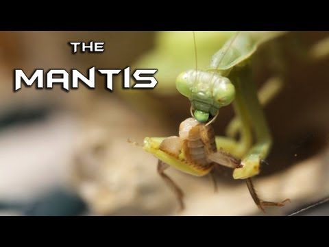 PRAYING MANTIS vs. CRICKET ARMY (MACRO 1080p HD) - WARNING: Insect Carnage!!!