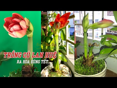 Video: Chăm sóc Cây Amaryllis - Mẹo Trồng Amaryllis