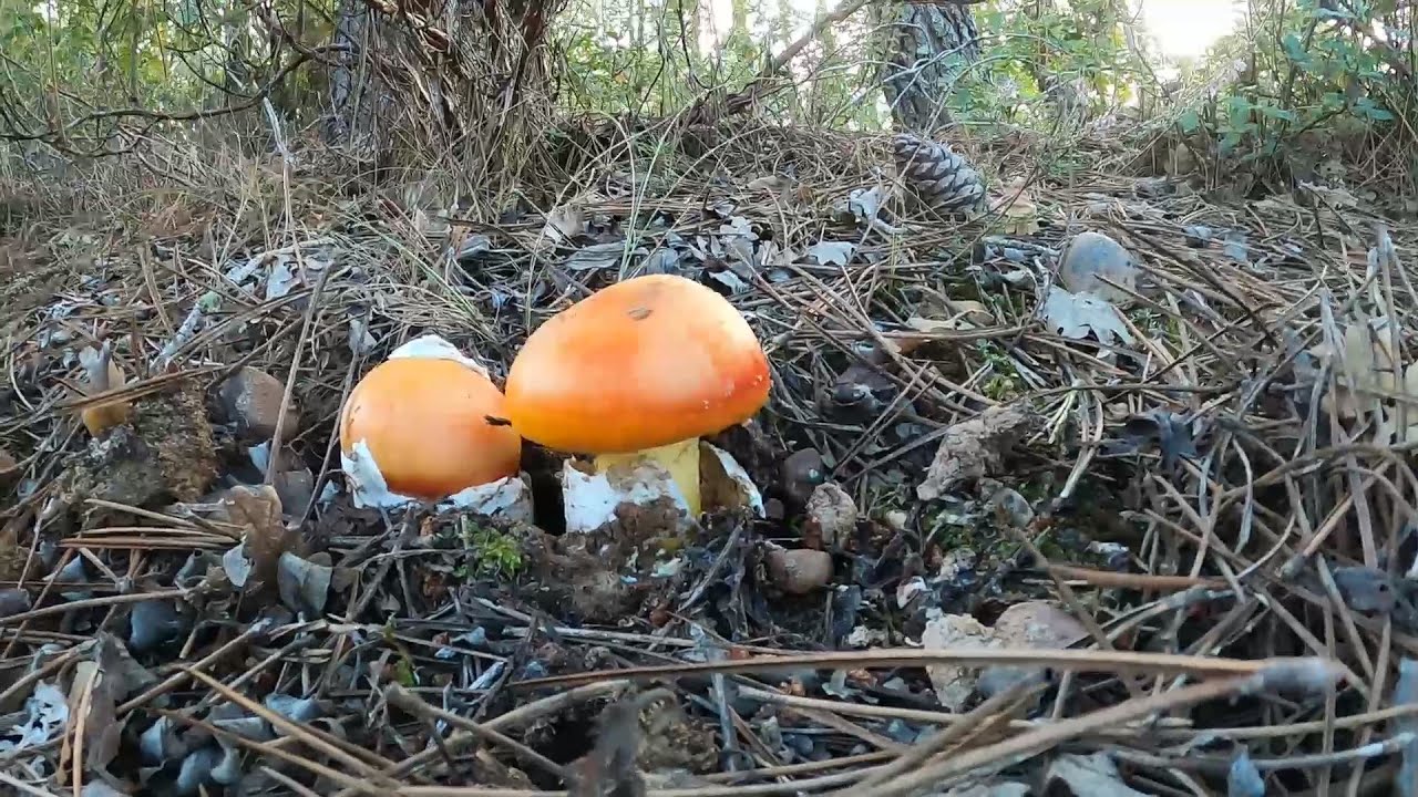 Fenomenal temporada 🍁 Amanita caesarea 🍁 Niscalos 💥 Boletus 2024