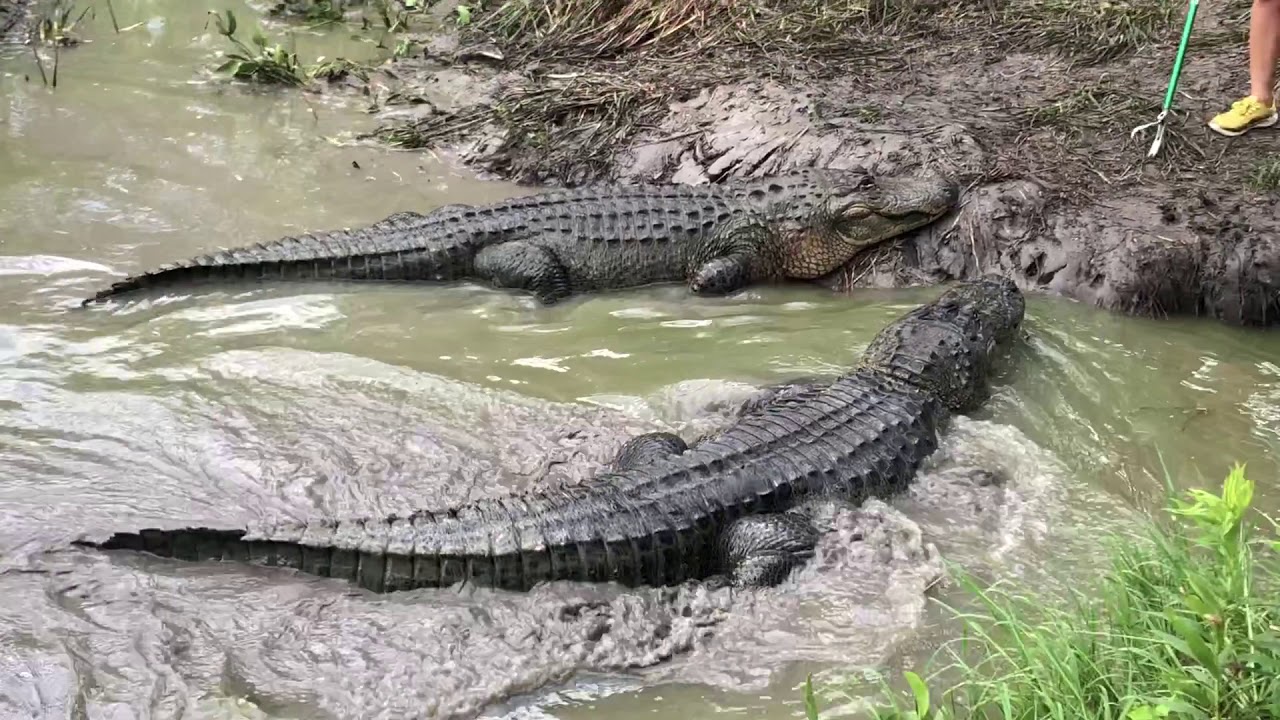 Crocodile Encounters Texas ReOpening Weekend May 2020 YouTube