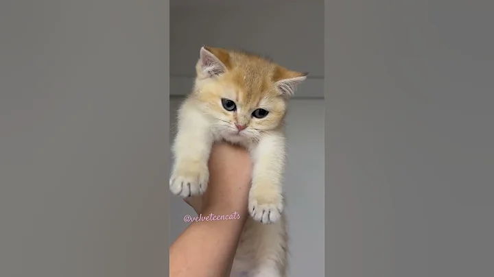 Video 11633241: shaded british shorthair kitten, british shorthair golden kitten, british shorthair black kitten, shorthair kitten britishshorthair, gorgeous british shorthair