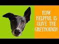 Olive the Helpful Greyhound