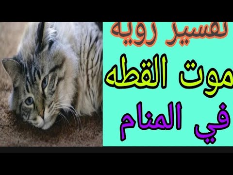 تفسير رؤيه موت القطه فى المنام من اجمل الرؤي ولكن بشروط معينة