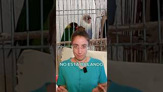 Cuando tu agapornis "baila" de esa forma, en realidad... 🙊