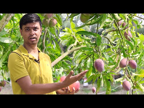 Miyazaki Mango Farming in India || Original Miyazaki Mango Plant || मियाजकी आम की खेती || Miyazaki