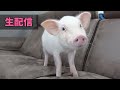 残り10日で食べられるブタの生配信 22:00〜 【90日目】