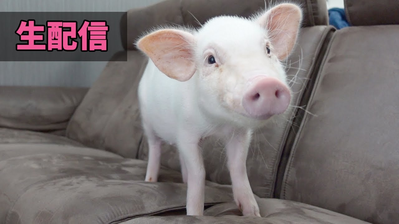 残り10日で食べられるブタの生配信 22:00〜 【90日目】 - YouTube