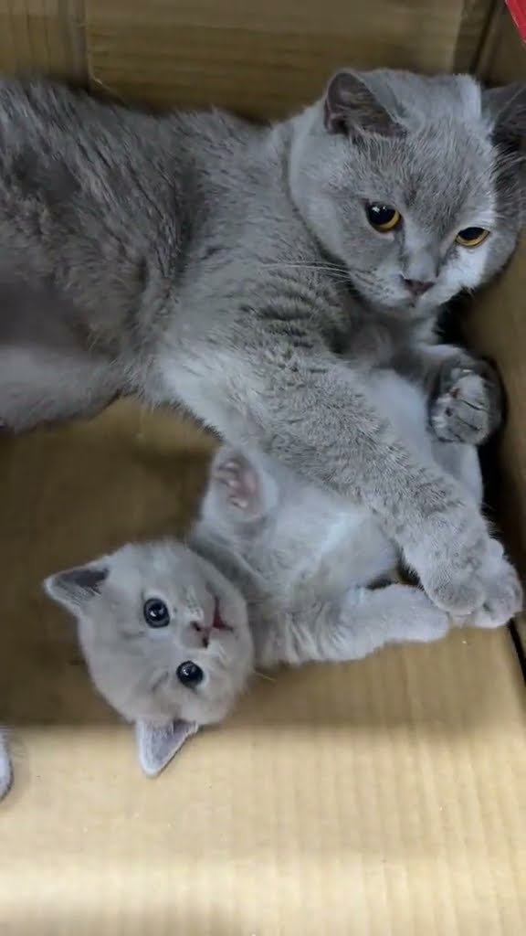 C magnifique vidéo chat