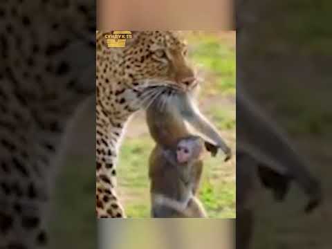 Леопард Атакует Обезьяну С Малышом.