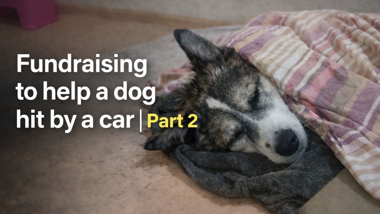 Fundraising to help a dog hit by a car|Part 2 - YouTube