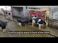 Converting to dairy - shed designed for two Lely robots