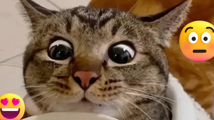 Watch the video about FUNNY DOGS AND CATS VIDEOS 2025|🐶 Hilarious ANIMALS funny moments🐈🤣 Try not To Laugh