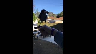 Hand Feeding California Scrub Jays