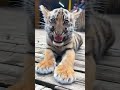 WARNING: Apex predator showing absolute ferocity, watch at your own risk! 😳🦁