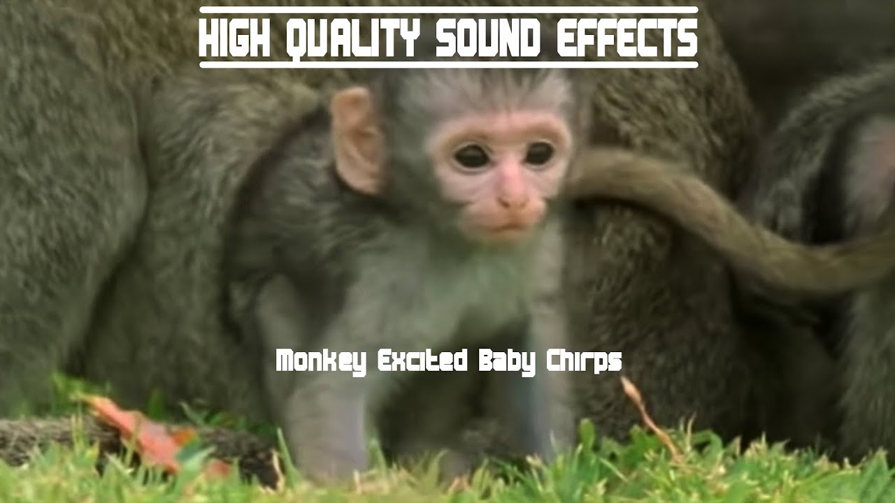 High Quality Sound Effects [Monkey Excited Baby Chirps] YouTube
