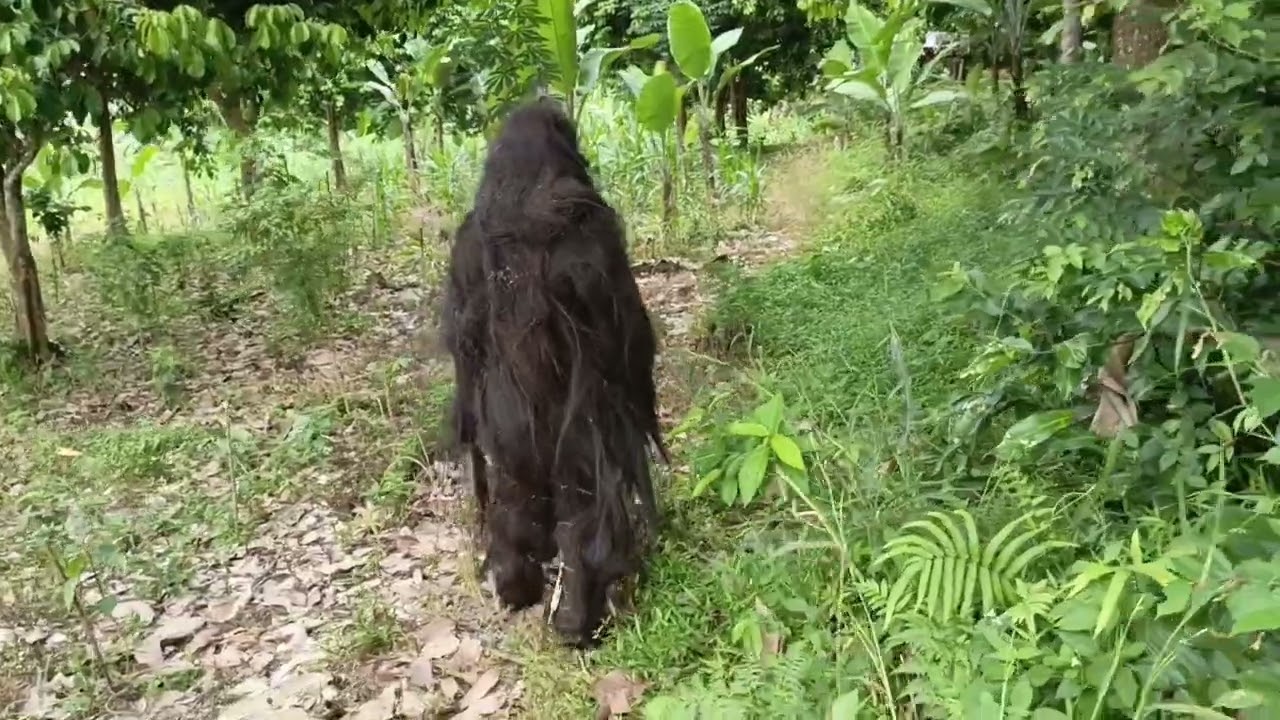 VIRAL❗ REKAMAN VIDEO AMATIR.. PENAMPAKAN MAKHLUK ANEH YANG DI DUGA SUKU MANTE.. 