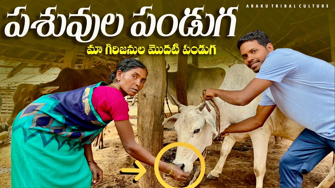 Pongal Celebration in Tribal Villages || అడ్డకాయల పండుగ || మా మొదటి పండుగ || Araku Tribal culture