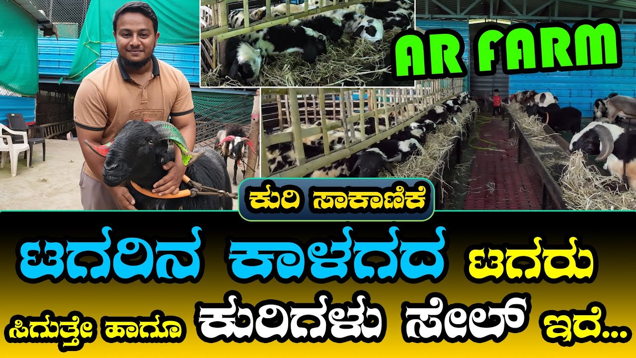 ಟಗರಿನ ಕಾಳಗದ ಟಗರು ಸಿಗುತ್ತೇ ಹಾಗೂ ಕುರಿಗಳು ಸೇಲ್‌ ಇದೆ | Harihar sheep farm ...