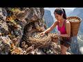 LIVE STREAM: Harvesting Giant Quail and Eggs on High Cliffs for Market Sale | Rural Life in Vietnam