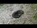 Mountain road timber rattlesnake in Harlan County KY