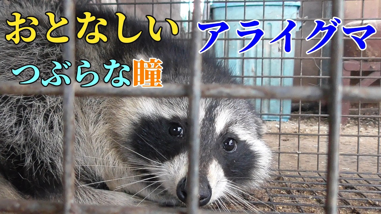 おとなしいアライグマ つぶらな瞳