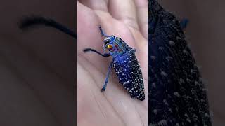 THIS IS THE MOST BEAUTIFUL INSECT ON EARTH! Madagascar Blue Jewel Beetle