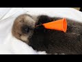 Baby Sea Otter Joey Live from his Nursery