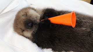 Baby Sea Otter Joey Live from his Nursery