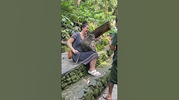 The monkey forest in Ubud, Bali