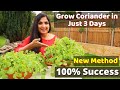 Fastest coriander growing method  no one told you before  cilantro growing at home  cilantro diy