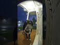 Faithful Dog Waits in the Storm | Emotional Ring Camera Footage #puppy #dogbreed #foryou #foryou