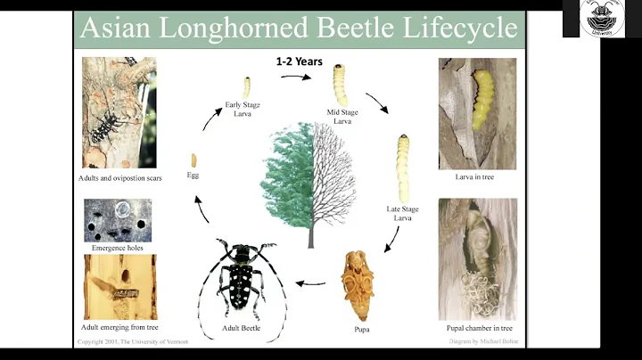 Asian Longhorned Beetle: Everything You Need to Kn...