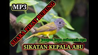 Suara pikat burung sikatan kepal abu