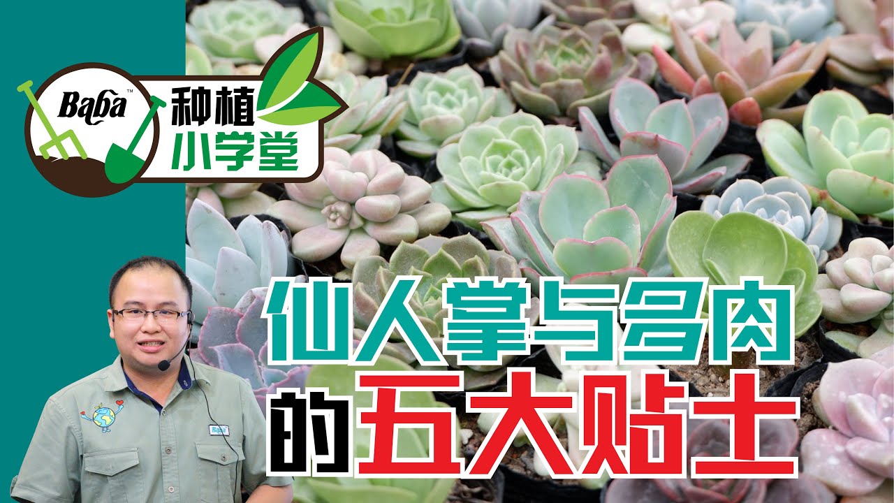 Baba种植小学堂 新手必备 多肉植物与仙人掌的5大种植注意事项x 花盆大小 种植土选择 浇水方式 施肥技巧 害虫防治 多肉种植方法