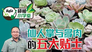 【Baba种植小学堂】新手必备！多肉植物与仙人掌的5大种植 ... 