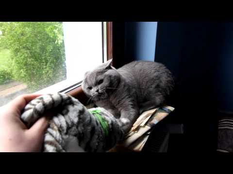 Video: Sú perzské mačky agresívne?