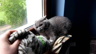 Angry Cat British Shorthair by naszkotek 971,045 views 9 years ago 2 minutes, 5 seconds