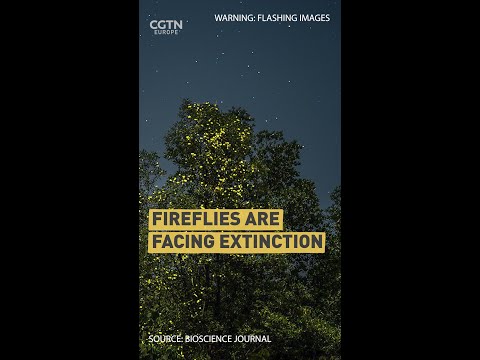 Video: Ar europinės ugniažolės pavojingos?