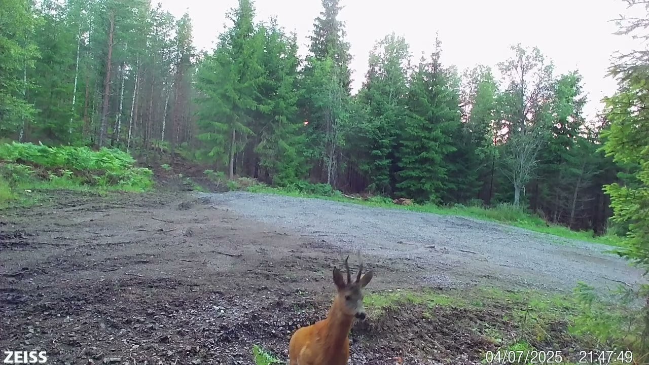 Skogen berättar del 107