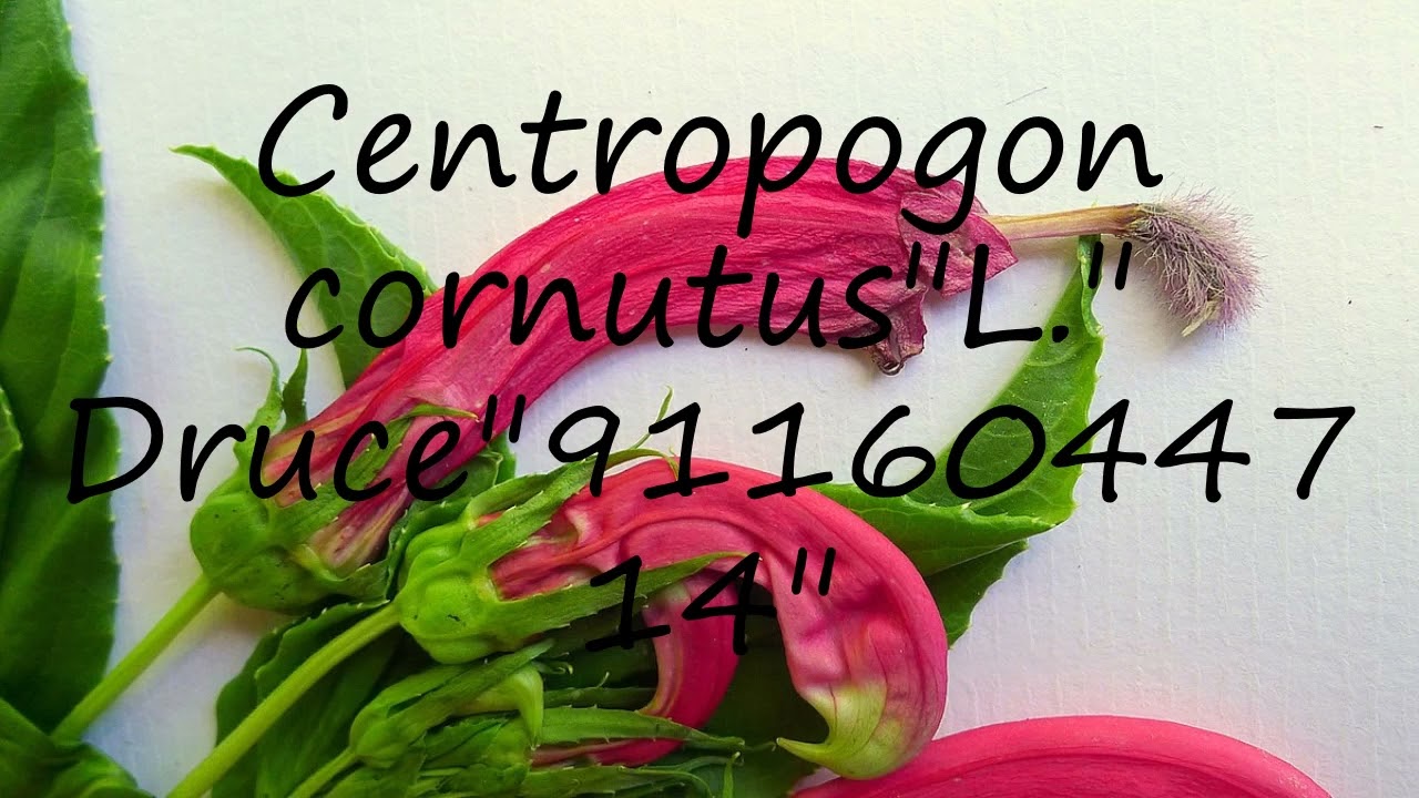 How to pronounce Centropogon cornutus"L." Druce"9116044714" in Latin?
