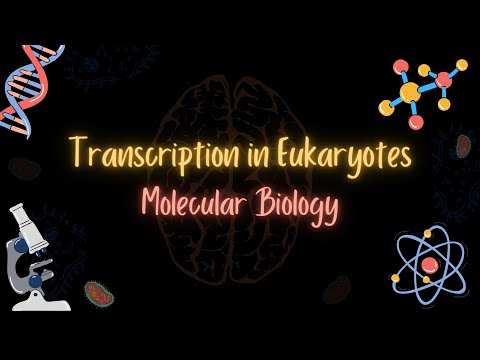 Transcription in Eukaryotes- الانتساخ في حقيقيات النوى - MOLECULAR BIOLOGY - تعلم بالعربي