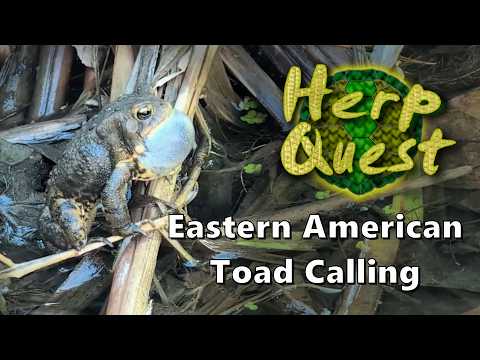 Eastern American Toad Calling - Herp Quest #19 (Herpetology Education)